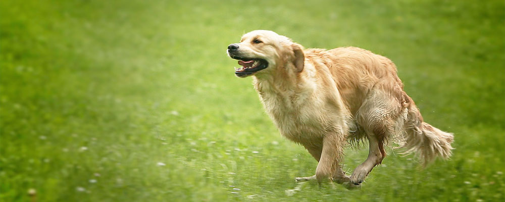 Laufender Hund